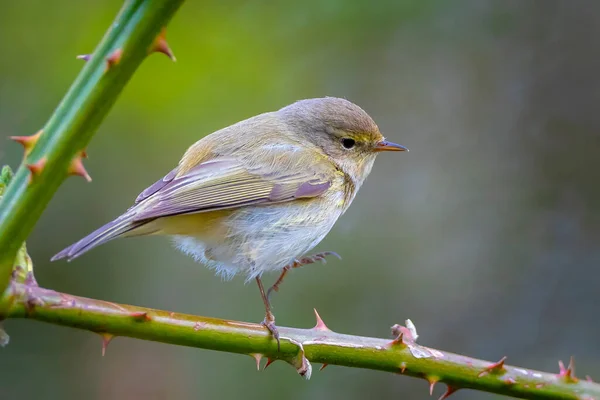 Närbild Willow Warbler Fågel Phylloscopus Trochilus Sjunga Vacker Sommarkväll Med — Stockfoto