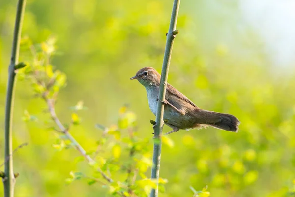 Bahar Mevsiminde Bir Cetti Bülbülü Cettia Cetti Kuş Cıvıltısı Yeşil — Stok fotoğraf