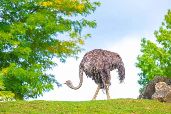 Porträt Eines Straußenvogels Struthio Camelus Einer Landschaft Mit Gras Und — Stockfoto