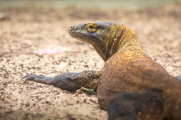 Szoros Kép Egy Komodo Sárkány Varanus Komodoensis Pihenés — Stock Fotó