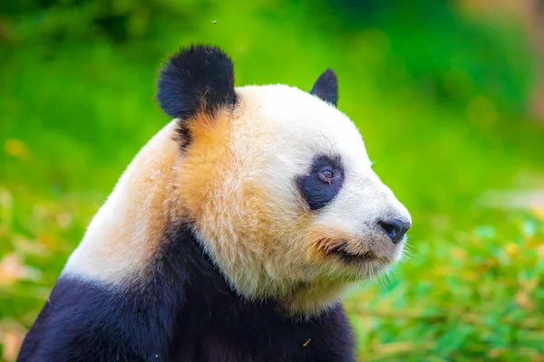 Giant Panda Ailuropoda Melanoleuca Feeding Bamboo Jungle Forest — Stock Photo, Image