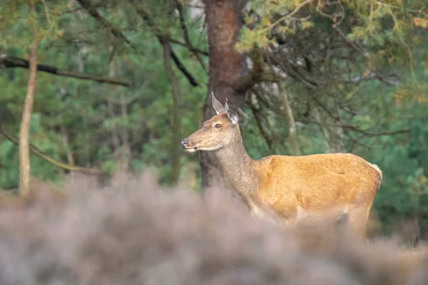 Самка Красный Олень Лани Cervus Elaphus Лугу Фиолетовым Вереском Перед — стоковое фото