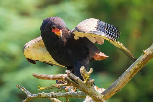 翼が開いている枝には コウノトリの鳥であるテラソピウス エコーダス イーグルが閉じ込められています ジンバブエの国章 — ストック写真