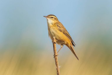 Sedge warbler Acrocephalus schoenobaenus bird gün doğumunda sazlıklarda ötüyor. Bahar mevsimi