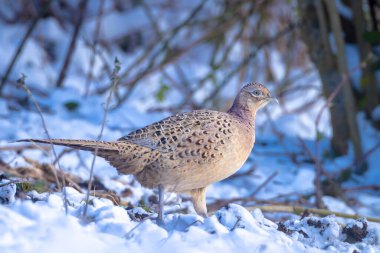 Fe.ale Pheasant, Phasianus colchicus, kış mevsiminde karla kaplı orman zemininde çöpçülük yapıyor.