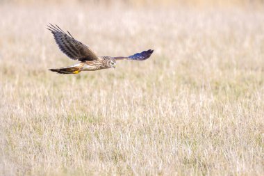 Dişi Hen harrier Sirki siyaneus ya da kuzey harrier soğuk bir kış boyunca çayırda avlanıyor.