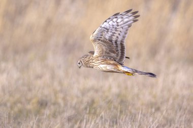 Dişi Hen harrier Sirki siyaneus ya da kuzey harrier soğuk bir kış boyunca çayırda avlanıyor.