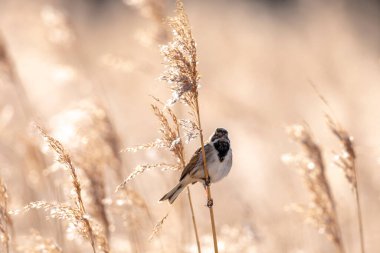 Alelade bir sazlık kiraz kuşu olan Emberiza schoeniclus, kamış başlıklı Phragmites australis 'te şarkı söyler. Sazlık yatakları, bulutlu bir günde bahar mevsiminde sert rüzgarlar nedeniyle sallanıyor..