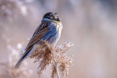 Alelade bir sazlık kiraz kuşu olan Emberiza schoeniclus, kamış başlıklı Phragmites australis 'te şarkı söyler. Sazlık yatakları, bulutlu bir günde bahar mevsiminde sert rüzgarlar nedeniyle sallanıyor..