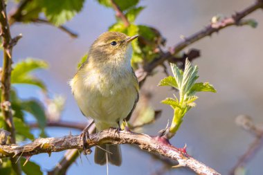 Yaygın bir chiffchaff kuşunun yakın çekimi Phylloscopus collybita, güzel bir yaz akşamında yeşil, canlı bir arka planda yumuşak bir ışık ile şarkı söylüyor..
