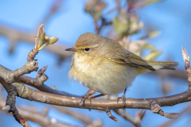 Yaygın bir chiffchaff kuşunun yakın çekimi Phylloscopus collybita, güzel bir yaz akşamında yeşil, canlı bir arka planda yumuşak bir ışık ile şarkı söylüyor..