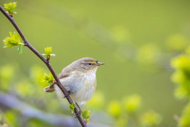 Yaygın bir chiffchaff kuşunun yakın çekimi Phylloscopus collybita, güzel bir yaz akşamında yeşil, canlı bir arka planda yumuşak bir ışık ile şarkı söylüyor..