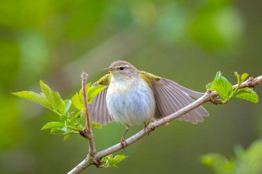 Söğüt bülbülü Phylloscopus trochilus 'un yakın çekimi, güzel bir yaz akşamında yeşil, canlı bir arka planda yumuşak bir ışık ile şarkı söylüyor..