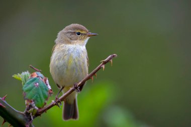 Söğüt bülbülü Phylloscopus trochilus 'un yakın çekimi, güzel bir yaz akşamında yeşil, canlı bir arka planda yumuşak bir ışık ile şarkı söylüyor..