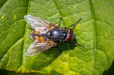 Musca Autumnalis 'in yakın çekimi, yüz sineği ya da yaprakta dinlenen sonbahar sineği.