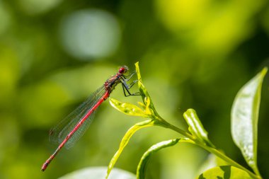 Güneşte dinlenen büyük kırmızı bir kızböceği Pyrhosoma nymphula 'nın detaylı görüntüsü.