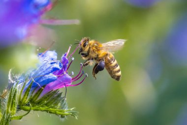 Batı bal arısına yakın çekim veya Avrupa bal arısı Apis mellifera mor çiçeklerin nektarını besliyor 