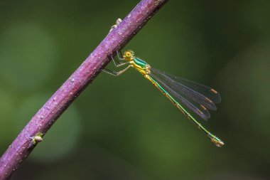 Küçük zümrüt böceği yayılıyor, bakireler dinleniyor.