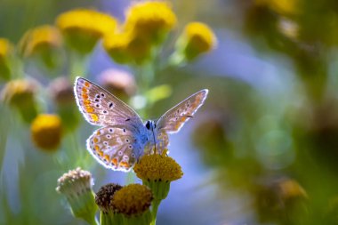 Sabahın erken saatlerinde Ortak Mavi Kelebek, Polyommatus icarus, parlak güneş ışığı altında bir çayırdaki bir çiçekte tozlaşıyor..