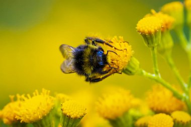 Kırmızı kuyruklu yaban arısı, Bombus lapidarius, pembe çiçeklerin nektarını besliyor. 