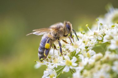 Batı bal arısı ya da Avrupa bal arısı Apis mellifera 'nın beyaz çiçek nektarına yakın çekim 
