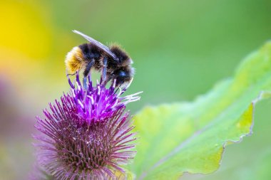 Kırmızı kuyruklu yaban arısı, Bombus lapidarius, pembe çiçeklerin nektarını besliyor. 