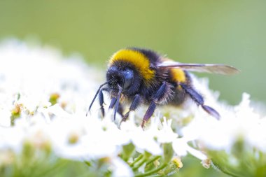 Bombus Terrestris 'e yakın, kabarık kuyruklu yaban arısı veya büyük toprak yaban arısı, pembe çiçeklerin nektarını besliyor. 