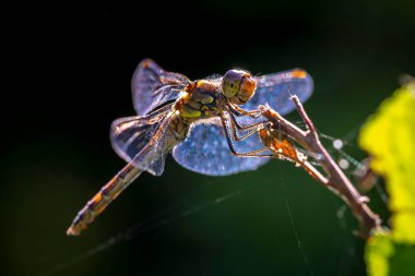Sıradan bir Darter, Sympetrum striolatum, kanatlarını açmış dişi kanatlarını erken, sıcak güneş ışığında kurutuyor.