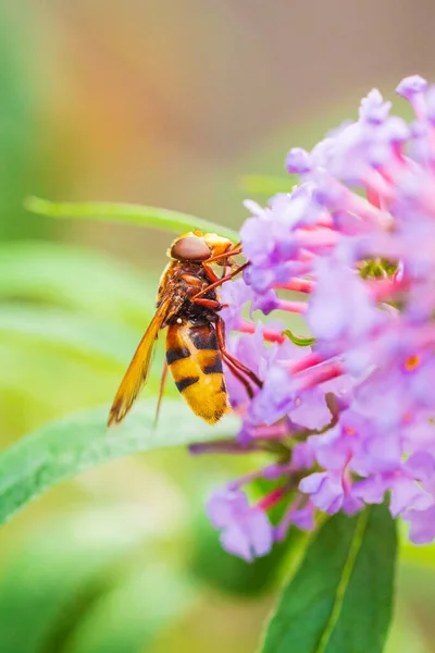 Volucella Zonaria Imitacja Szerszeni Karmienie Nektarem Purpurowych Kwiatów Buddleja Davidii — Zdjęcie stockowe