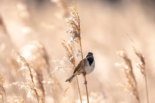 Comune Canneto Bunting Emberiza Schoeniclus Canta Una Canzone Pennacchio Canna — Foto Stock