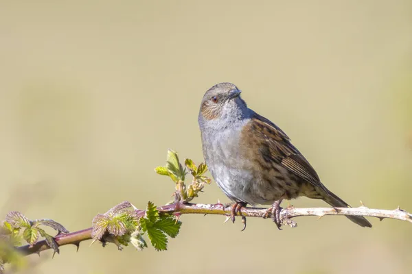 Close Dunnock Prunella Modularis Bird Tree Display Singing Early Morning — Stock Photo, Image