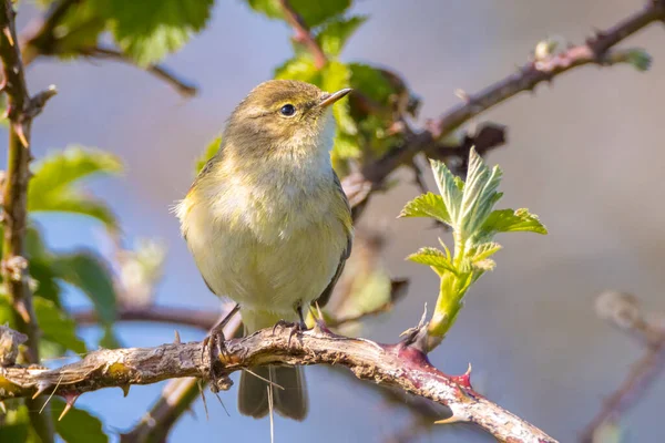 Detailní Záběr Obyčejného Chiffchaff Ptáka Phylloscopus Collybita Zpívající Krásného Letního — Stock fotografie