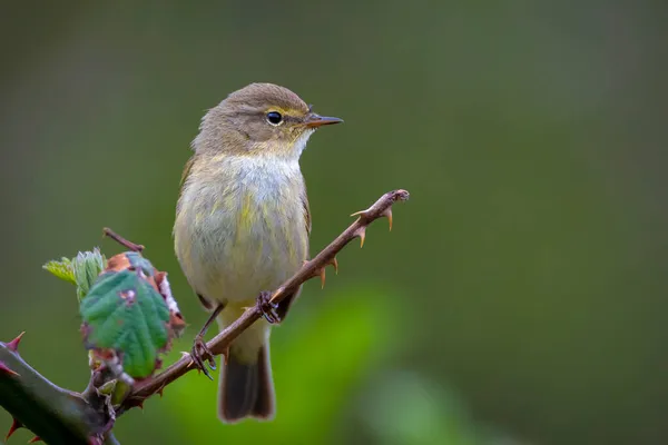 Närbild Willow Warbler Fågel Phylloscopus Trochilus Sjunga Vacker Sommarkväll Med — Stockfoto