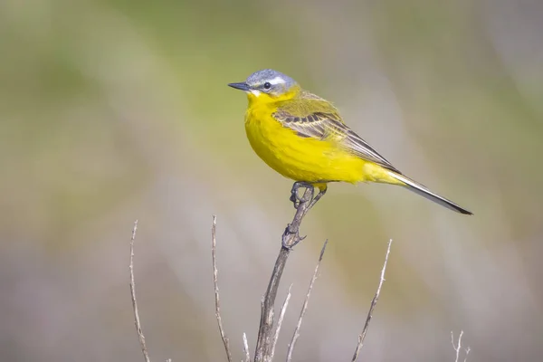 Nahaufnahme Eines Männlichen West Bachstelzenvogels Motacilla Flava Der Einem Sonnigen — Stockfoto