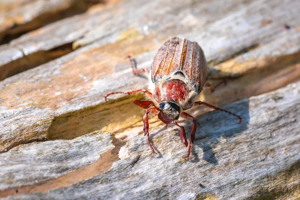 Closeup Forest Cockchafer Melolontha Hippocastani Foraginging Wooden Tree Log — Stock Photo, Image