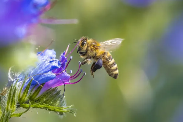 Batı bal arısına yakın çekim veya Avrupa bal arısı Apis mellifera mor çiçeklerin nektarını besliyor 