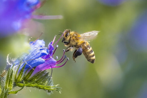 Closeup of a western honey bee or European honey bee Apis mellifera feeding nectar of purple flowers 