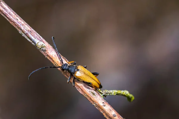Kırmızı Kahverengi Longhorn Beetle Stictoleptura Rubra Bir Dalda Sürünüyor — Stok fotoğraf