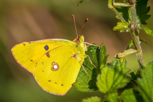 Common clouded yellow butterfly, Colias croceus, feeds nectar out of a purple flower.