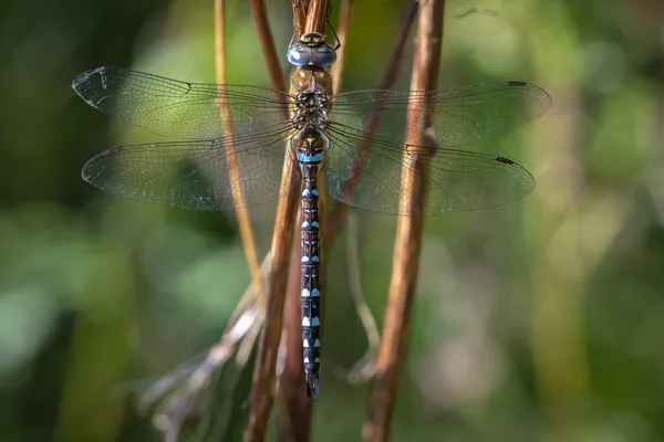 Closeup Migrant Hawker Aeshna Mixta Resting Leaves Tree Forest Sunny — Stock Photo, Image