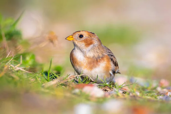 Closeup Snow Bunting Plectrophenax Nivalis Bird Foraging Grass — Stock Photo, Image