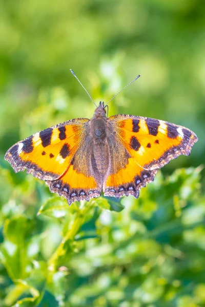 Close Small Tortoiseshell Aglais Urticae Butterfly Top View Open Wings Royalty Free Stock Photos