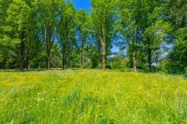 Yaz mevsiminde mavi gökyüzünün altında güzel sarı renkli tarlalar. Alım Parkı Hayvanat Bahçesi, Hollanda
