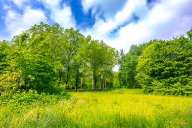 Yaz mevsiminde mavi gökyüzünün altında güzel sarı renkli tarlalar. Alım Parkı Hayvanat Bahçesi, Hollanda
