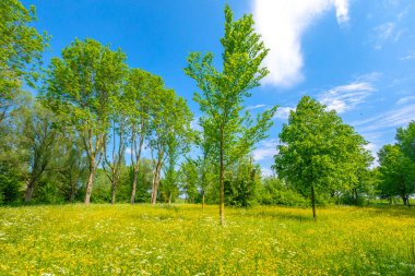 Yaz mevsiminde mavi gökyüzünün altında güzel sarı renkli tarlalar. Alım Parkı Hayvanat Bahçesi, Hollanda