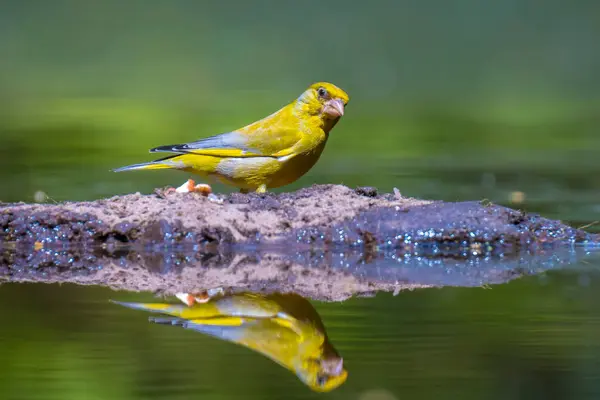 Colorful Greenfinch Bird Chloris Chloris Foraging Forest — Stock Photo, Image