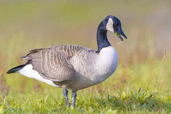 Close Canada Goose Branta Canadensis Foraging Green Meadow — Stock Photo, Image