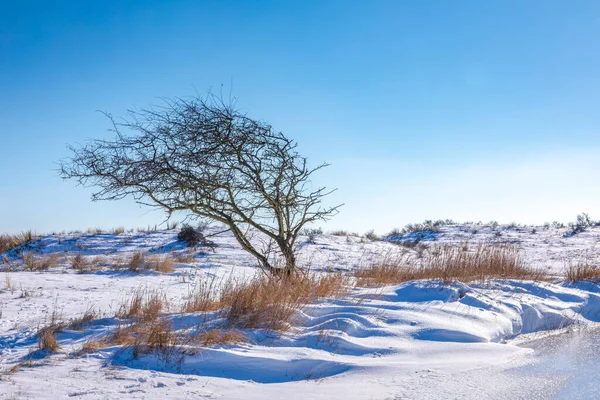 Снежный Ледяной Зимний Пейзаж Кыргызстане Waterleidingduinen Ясное Голубое Небо — стоковое фото