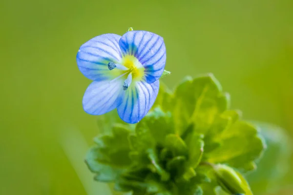 Nahaufnahme Von Veronica Persica Speedwell Blume Blaue Blütenblätter Die Während — Stockfoto