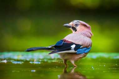Avrasyalı Jay Garrulus Glandarius 'un su içerken, yıkarken, yıkarken, yıkarken ve temizlerken yakın plan fotoğrafı. Seçici odaklanma ve düşük bakış açısı